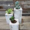 Whitewash Succulent Planter Box Set Made from Reclaimed Wood - Perfect for Real or Faux Succulent Plant