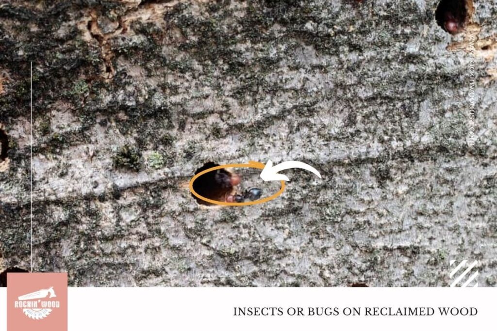 insect or bugs in reclaimed wood