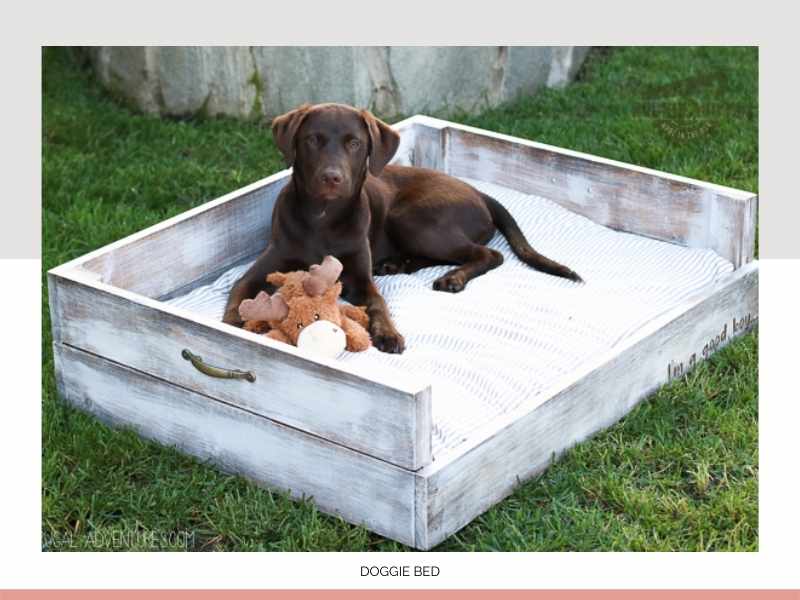 doggie_bed