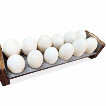 Egg Tray Top with egg